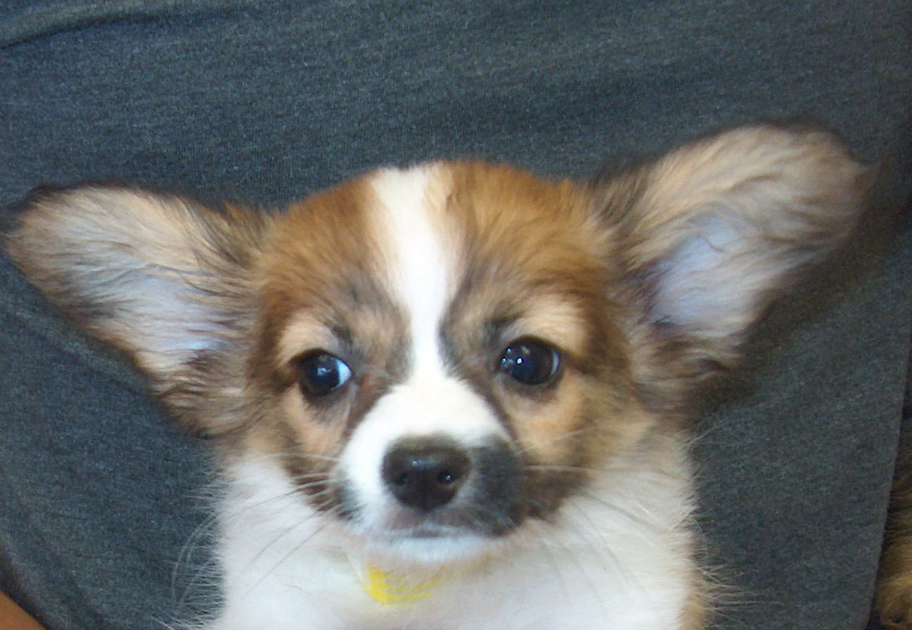 teacup papillon puppies teacup papillon puppies